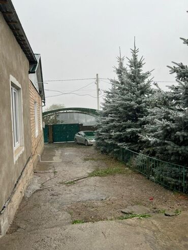 садовые деревья: Продается ель голубая (Picea pungens) крупномер. - Высота дерева