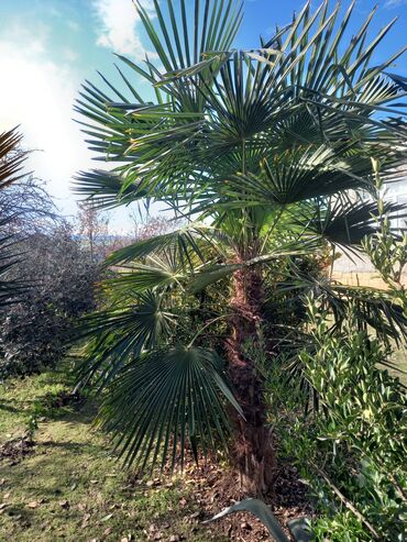 Ev və bağ: Trachycarpus fortunei Palma'sı 2 metr boyundadır. Qiyməti 490 azn