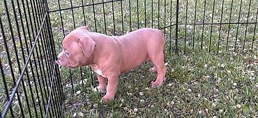 Psi: American bully pocket lilac štenci. 4 lilac zenki, 2 zute zenke — 7