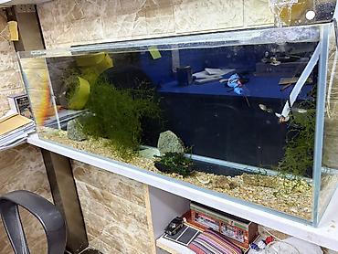 it sat: Akvarium satılır. Geniş ölçülü, düzbucaqlı şüşə akvariumdur — 1