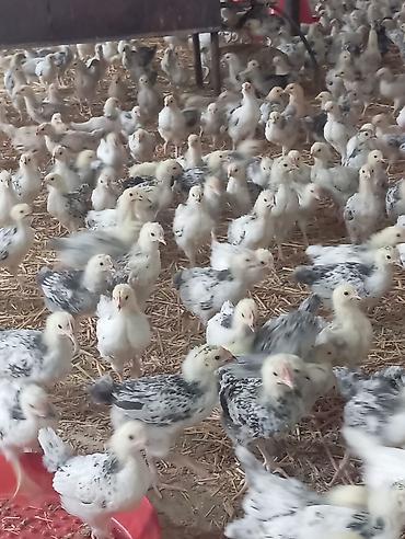 Toyuq cücələri, Ətlik lalafo.az -da Toyuq cücələri, Ətlik