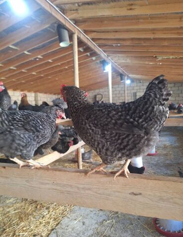 el sekilleri profil ucun: Xarkov qan xarkovdu isteyen olsa toyuqlarda wekilleini ata bilerem lalafo.az -da el sekilleri profil ucun: Xarkov qan xarkovdu isteyen olsa toyuqlarda wekilleini ata bilerem