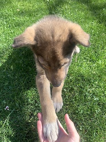 Продажа собак: Лайка, 3 месяца, Самец — 12