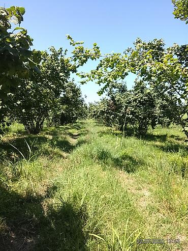 torpaq razin: Kənd təsərrüfatı, Kupça (Çıxarış) — 5