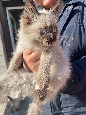 котята веслоухие: 🐱 Пушистые котята ищут новый дом! Нашли двух красивых котят — сестра — 1