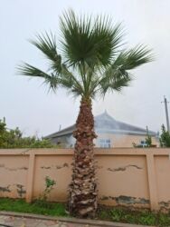 Bitkilər: Palma agaci 2 eded