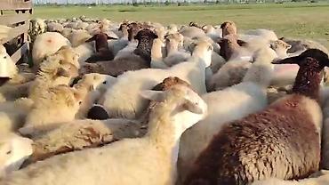 toyuq ucuz qiymete: Dişi, il: 1, Damazlıq, Pulsuz çatdırılma — 9