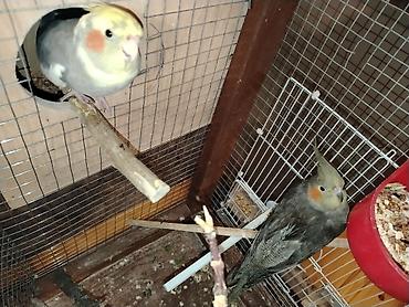 papuqay type 1: Nimfa (cockatiel) cütü – qəfəs və yuvalıqla Mahni oxuyur. Ələ gelir — 1