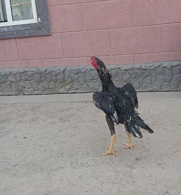 собачье мясо: Продаётся о шамо немец 7 месяцев