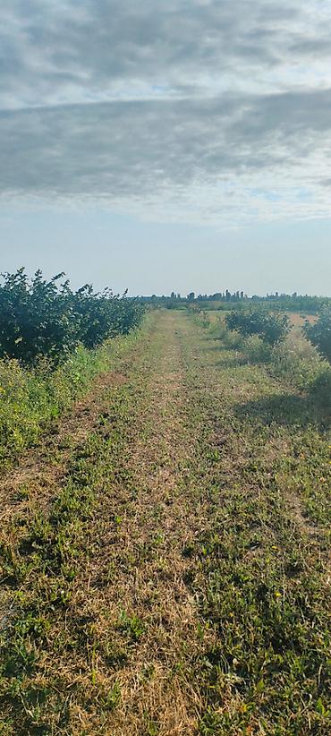 yeni əmlak az: 96 sot, Biznes üçün, Mülkiyyətçi, Kupça (Çıxarış) — 1