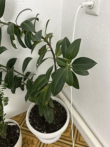 Антуриумы: Комнатные растения в кашпо: 1) Антуриум (Anthurium andreanum) - — 14