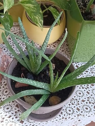 Ostale kućne biljke: Aloja u saksiji prečnika 19cm - 500 din Aloja u saksiji prečnika 15cm — 4