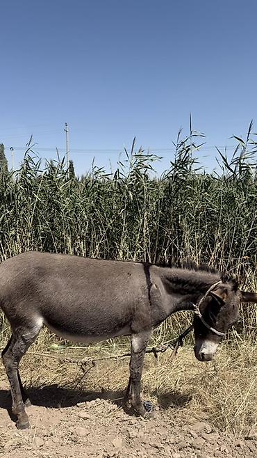 Другие с/х животные: 3 Осол пуродам - Вид: домашний осёл, масть серая, светлая морда и — 6