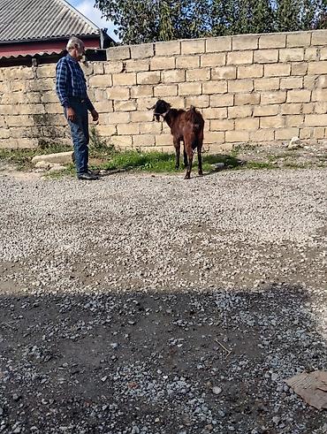 keci seki: Erkək, Hələb, il: 2, Damazlıq, Ödənişli çatdırılma — 3