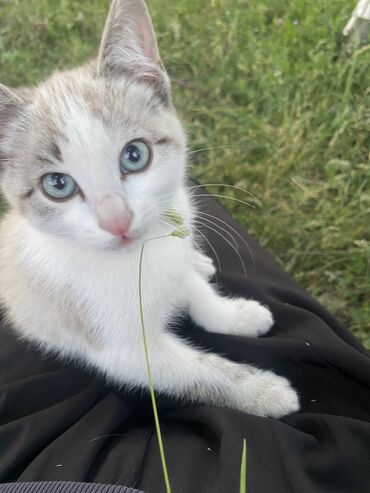 шотландская прямоухая кошка цена: 4 месяца, Девочка