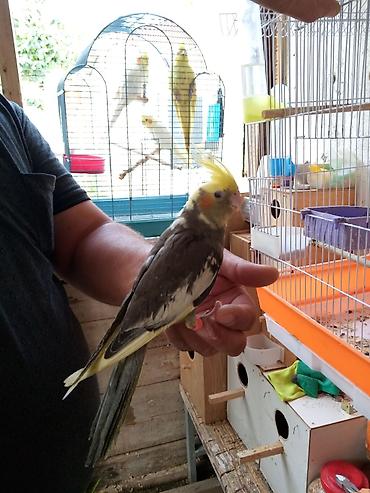 tuk tuk az: Korella əl qusu 3 ayliq əldə oynuyur Tam vitaminli qusdu dişidi Real — 1
