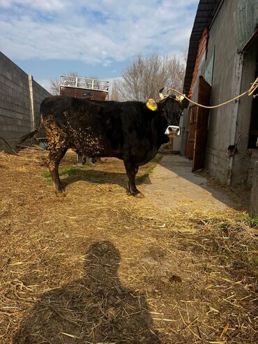 Коровы, быки: Продаю | Корова (самка) | Для молока | Привязанные — 13