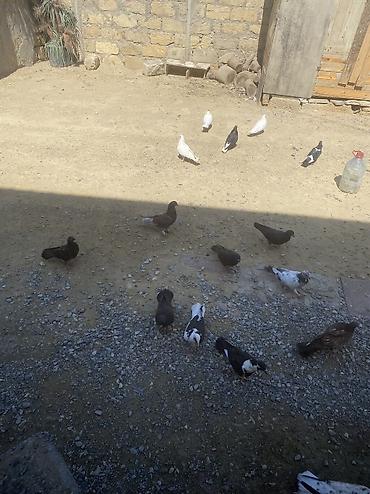 tovuz qusu satilir: Tergizme heyvanlardı 16 denedi icinde ucurmalığ balalarda var — 7