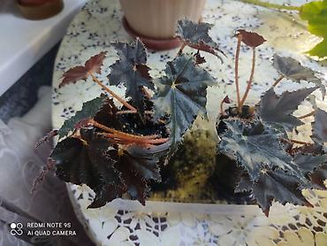 Другой декор и предметы интерьера: Распродажа по 300 сом и выше at lalafo.kg — 26 Другой декор и предметы интерьера: Распродажа по 300 сом и выше — 26