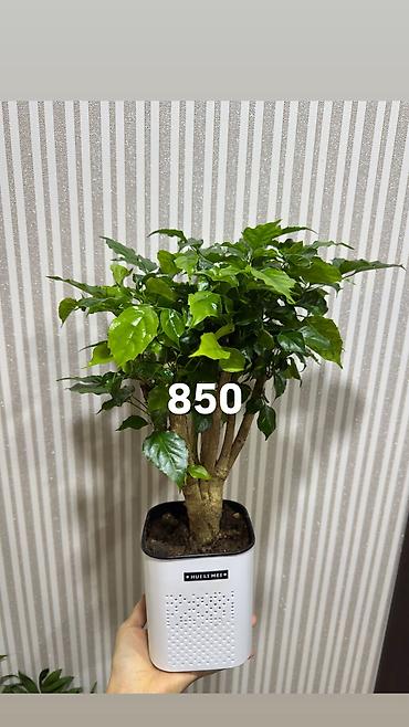 Другие комнатные растения: Комнатные цветы, цены написаны на фото — 4