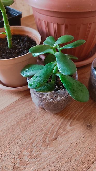 Другие комнатные растения: Толстянка,сансевиерия. Продаю толстянку! Есть взрослое растение - — 6
