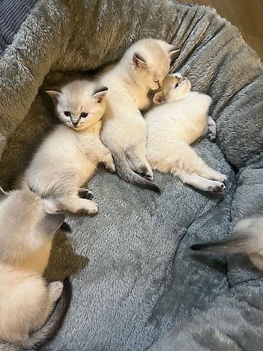 Pişiklər: Şinşilla — 6