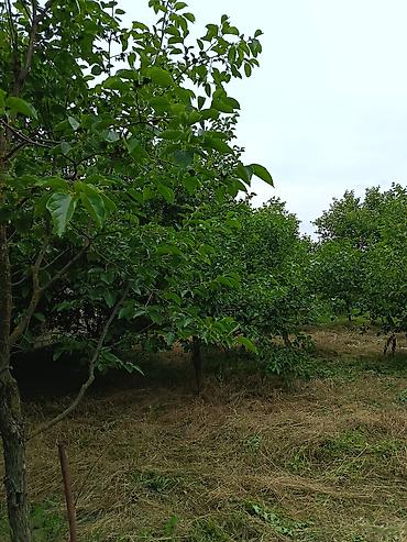 tap az kiraye evler heyet: 5 otaqlı, 170 kv. m, Kredit var, Yeni təmirli — 9