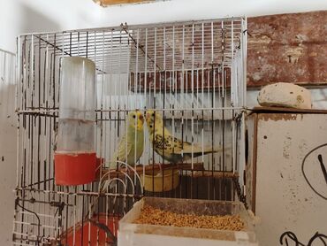 Qəfəslər: Bina evinə köçməyimlə bağlı olaraq papuqay ferması satılır. Cavan — 4