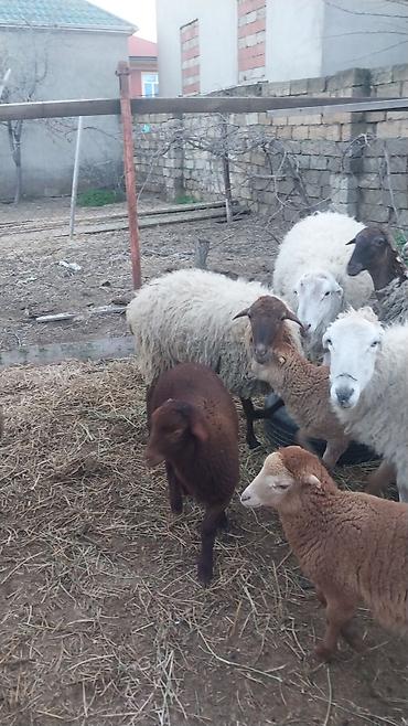 Qoyunlar, qoçlar: Razılaşma yolu ilə çox təcili satılır.balalı balasız fərq etmir — 14