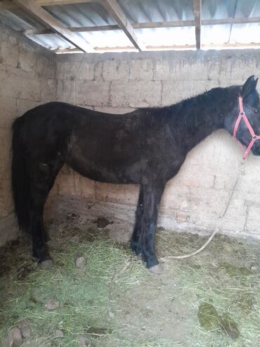 Лошади, кони: Продаю | Жеребец | Рабочий — 1