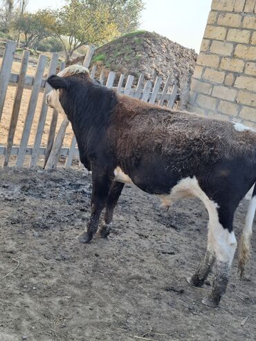 Inəklər, öküzlər: Erkək, il: 1, 150 kq, Damazlıq -da lalafo.az — 6 Inəklər, öküzlər: Erkək, il: 1, 150 kq, Damazlıq — 6