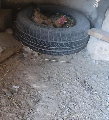 cins toyuqlarin satisi: Salam kənd yumurtası satılır.2-3 gündən bir yumurta olur.Həyətdə — 1
