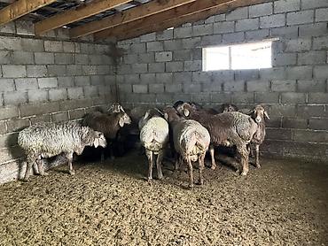 Баран, овца: Продаю | Баран (самец) | Гиссарская | На забой, Для разведения — 10