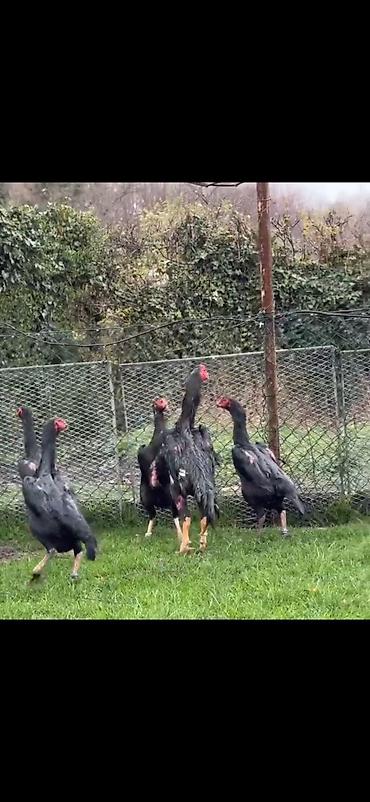 Toyuqlar: Toyuq, Damazlıq — 2