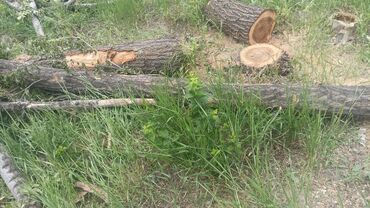 Дрова: Дрова Карагач, Самовывоз — 6