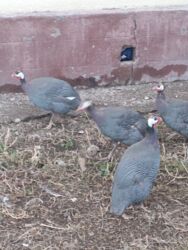 купить домашних курей: Цисарка 6 штук at lalafo.kg купить домашних курей: Цисарка 6 штук