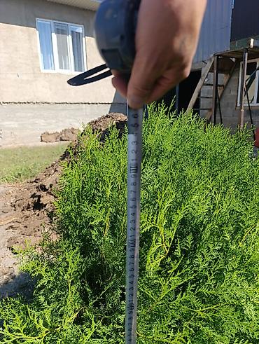 Үй жана бакча: Ель колючая (Picea pungens), голубая форма + туя западная (шаровидная) — 2