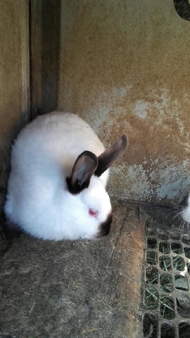 Декоративные кролики: Кролики — 17