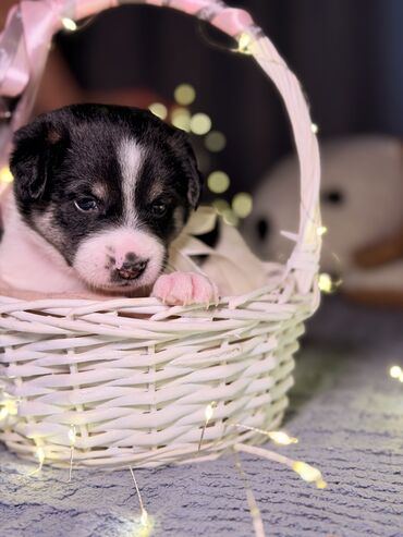 Продажа собак: 🎁 Ищете идеальный подарок к Новому году? Маленький хвостик, который — 10