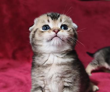 Продажа кошек: Скотиш Фолд (Шотландская вислоухая), 2 месяца, Девочка at lalafo.kg — 12 Продажа кошек: Скотиш Фолд (Шотландская вислоухая), 2 месяца, Девочка — 12