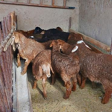 Баран, овца: Продаю | Ягненок — 3