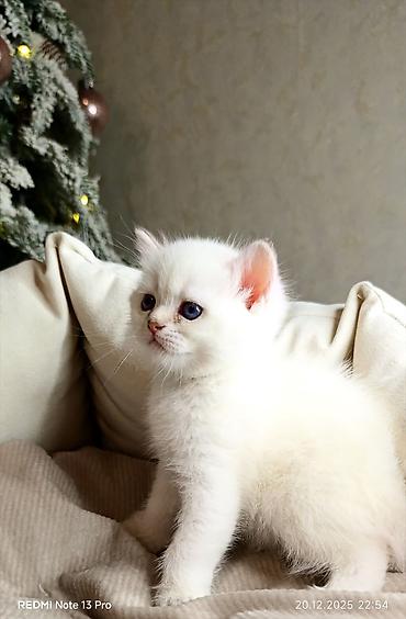 Pişiklər: Britan — 7