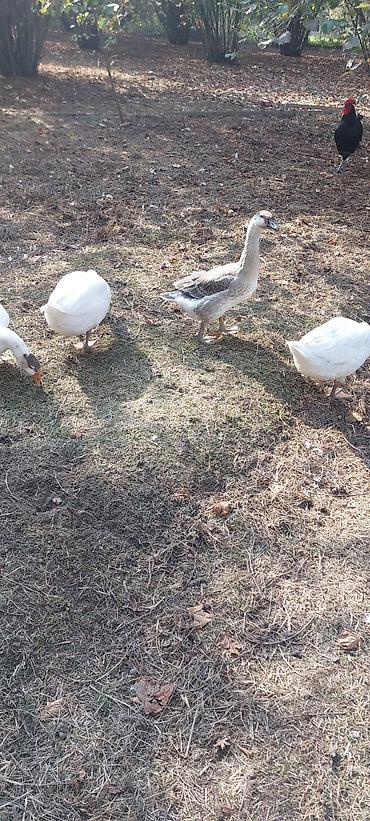 животные в добрые руки баку: Məhsul: Qaz sürüsü 4.5 kilo Təsvir: - Açıq sahədə otarılan, sağlam — 4