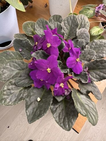 Фиалки и глоксинии: Фиалки (сенполии) комнатные, коллекционные сорта — 8