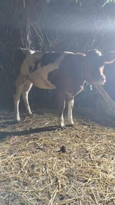 Inəklər, öküzlər: Məhsul: İnək (iribuynuzlu heyvan) Xüsusiyyətlər: - Rəng: Ağ-krem — 8