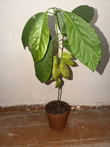 malax meyvə: Avokado, 0705793033 vatsap nömrəsinə yazın. Dona avokado (Persea — 1