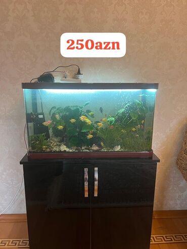 xacmaz heyvan bazari: Dördbucaq akvarium, Balıqlarla birlikdə, 100 l