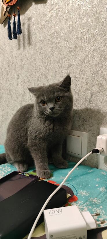 кошка британская шиншилла: Британская короткошёрстная, 5 месяцев, Мальчик, Серый, Приучена к лотку, Проглистована, С документами