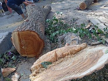 работа гипсокартон цена: Профессиональная валка КАРА -БАЛТА !!!!!!! деревьев!(БАК) и — 6