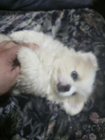 İtlər: Pekines, 2 ay, Dişi — 2